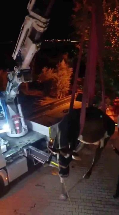 Evin damında mahsur kalan inek vinçle kurtarıldı
