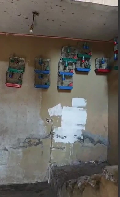 Evinde saka kuşu bulunan şahsa 151 bin 200 lira para cezası
