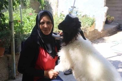 Evladını l&ouml;semiden kaybeden anne, teselliyi peşinden ayrılmayan kuzuda buldu
