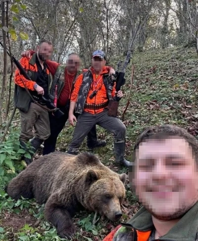 Evlere ve vatandaşlara zarar veren ayı için başlatılan av sonuç verdi, ilk ayı vuruldu
