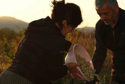 Evliya &Ccedil;elebi&rsquo;nin Seyahatnamesi&rsquo;nde yer alan Ayaş dutunda hasat başladı
