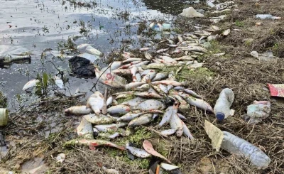 Ey&uuml;psultan&rsquo;da g&ouml;lette yosun patlaması: &Ccedil;ok sayıda balık telef oldu
