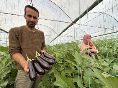 Eyyübiye Sera Kent’te yüzlerce süs bitkisi ve sebze yetiştiriliyor
