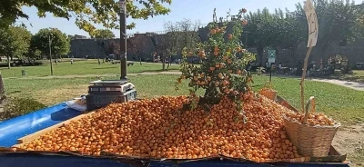 Faydaları saymakla bitmiyor: Alıç meyvesi tezgahlardaki yerini aldı

