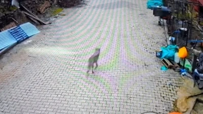 Feke&rsquo;de yerleşim alanına inen kurt g&ouml;r&uuml;nt&uuml;lendi
