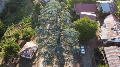 Feke’deki 6 asırlık &quot;Toros Sediri&quot; görenleri hayran bırakıyor
