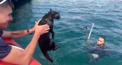 Feribot iskelesinde mahsur kalan kedinin yardımına Sahil Güvenlik koştu
