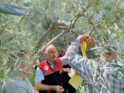Feromon tuzaklarla zeytin sineğiyle mücadele başladı
