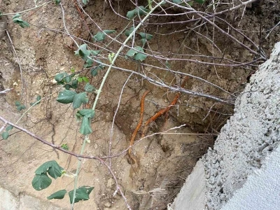 Fidan dikimi sırasında insan kafatası ve kemik par&ccedil;aları bulundu
