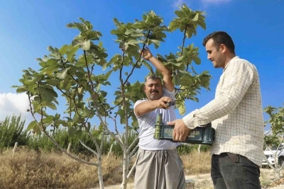 Fidanlar toprakla buluştu, meyveler kasaları doldurdu
