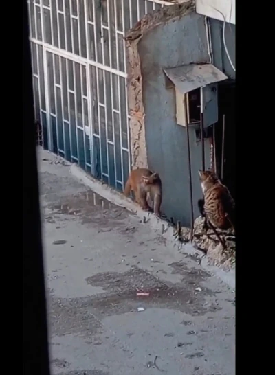 Fikirtepe&rsquo;de bulundurulması yasaklı maymun t&uuml;r&uuml; yakalandı
