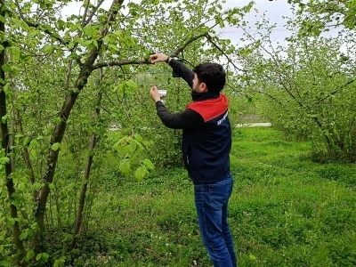 Fındık bah&ccedil;elerinde takip başladı
