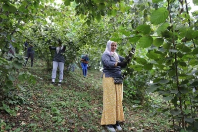 ‘Fındık Dalda, Aklın İşçide Kalmasın’ projesi, işçi ve üreticileri memnun ediyor
