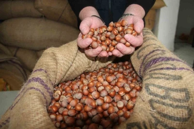 Fındık fiyatları durağan seyrini s&uuml;rd&uuml;r&uuml;yor
