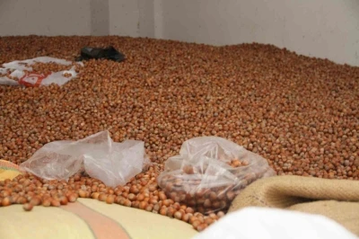 Fındık fiyatları yükselişe geçti: 50 randıman 300 TL
