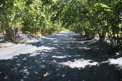 Fındık hasadında file ile yevmiye masrafı azaldı
