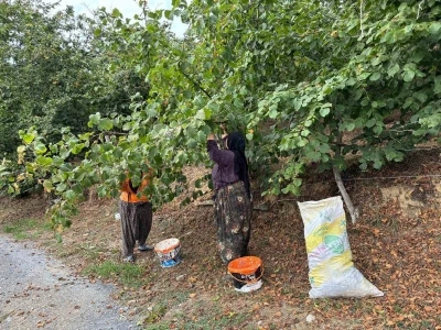 Fındık üreticileri hasat yapmaya başladı
