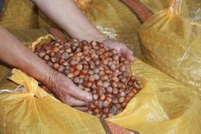 Fındık üreticileri mahsullerini evde depoluyor: Beklenti 500 lira
