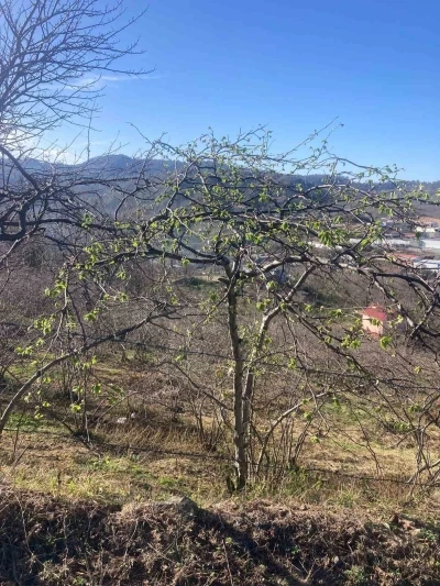 Fındık &uuml;reticilerine sigorta uyarısı
