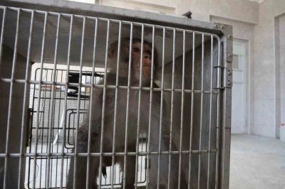 Firari maymun, ortalığı birbirine kattığı konteyner kentte kendisine ekmek vermek isteyen kadını yaraladı

