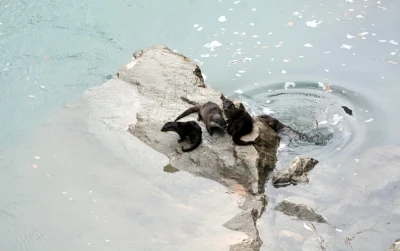 Fırat Nehri&rsquo;nde 4 su samuru g&ouml;r&uuml;nt&uuml;lendi
