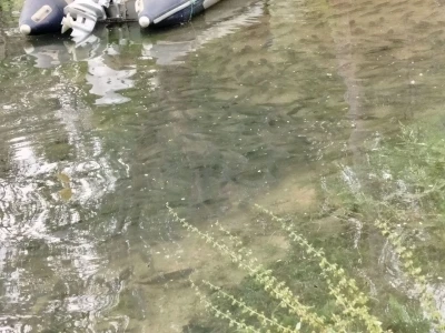 Fırat Nehri&rsquo;nde akıntı arttı: Binlerce balık kıyıya akın etti
