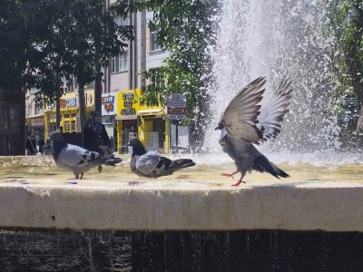 Fıskiyelerin altında kanat &ccedil;ırparak doyasıya serinlediler
