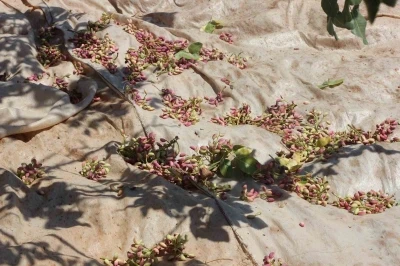 Fıstığın anavatanı Gaziantep’te hasat başladı

