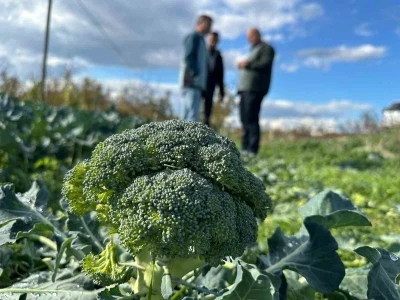 Fiyatı tarlada 10 liraya inen brokoli pazarda 70 liraya satılıyor
