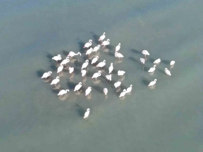 Flamingolar bu yıl da Van&rsquo;dan g&ouml;&ccedil; etmedi
