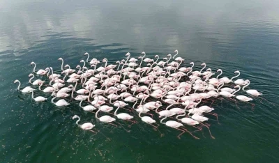 Flamingoların Van Gölü kıyılarında renkli dansı hayranlık uyandırıyor
