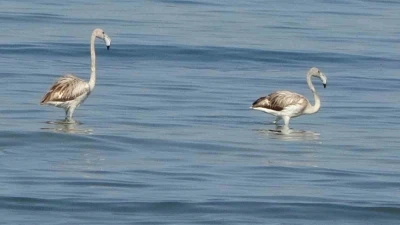 Flamingoların yeni durağı İskele sahili oldu
