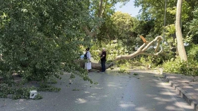 Florya&rsquo;da asırlık &ccedil;ınar aracın &uuml;zerine devrildi, yol trafiğe kapandı
