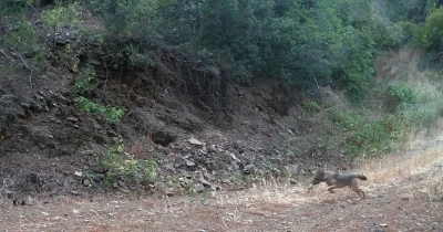 Ganos Dağları’nda çakalın karacanın peşinden gitmesi kamerada
