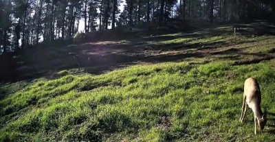 Ganos Dağları&rsquo;nda karaca s&uuml;r&uuml;s&uuml; fotokapana yansıdı
