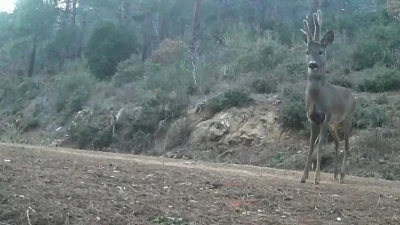 Ganos Dağları&rsquo;nda karacalar fotokapana yakalandı
