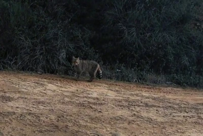 Ganos Dağları&rsquo;nda yaban kedisi g&ouml;r&uuml;ld&uuml;
