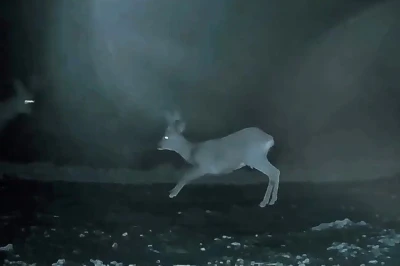 Ganos&rsquo;ta doğanın neşesi karacalar g&ouml;r&uuml;nt&uuml;lendi
