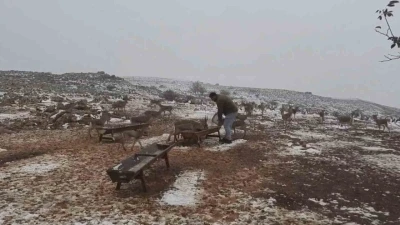 &lsquo;Gazella gazella&rsquo; dağ ceylanlarının kar keyfi
