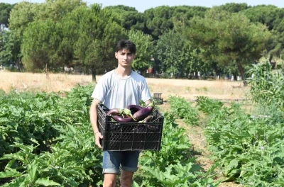 Gazi Tarım’da hasat zamanı
