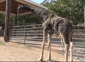 Gaziantep Doğal Yaşam Parkı'nın maskotu zürafa &quot;Şakir&quot; öldü
