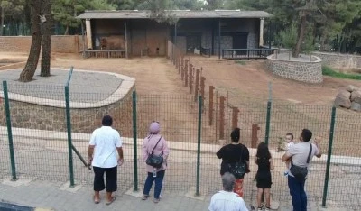 Gaziantep Doğal Yaşam Parkı'nın tüp bebek fili Gabi'ye Asyalı eş aranıyor