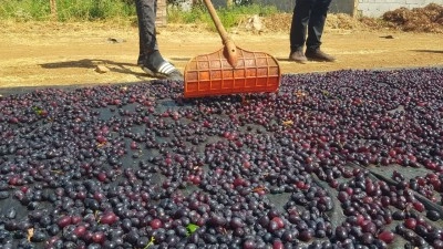 Gaziantep'in tescilli üzümleri kurutularak kışa hazırlanıyor