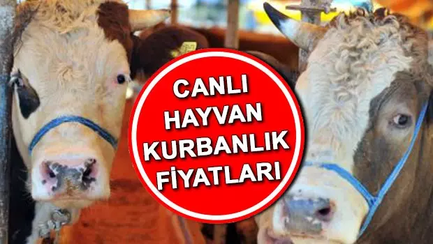 Gaziantep&rsquo;te 2026 Kurbanlık Fiyatları İ&ccedil;in G&ouml;zler A&ccedil;ıklamaya &Ccedil;evrildi
