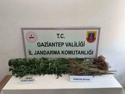 Gaziantep’te 428 kök kenevir ele geçirildi: 5 şahıs tutuklandı
