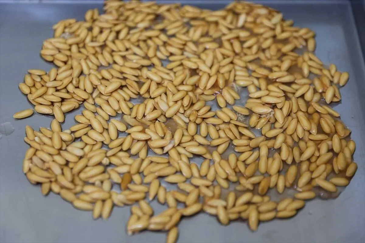 Gaziantep’te Ata Tohumları Kadın Çiftçilerin Emeğiyle Yeniden Hayat Buluyor