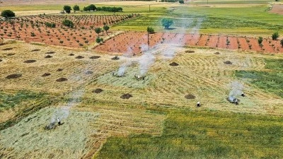 Gaziantep'te coğrafi işaretli "firik" &uuml;retimi başladı
