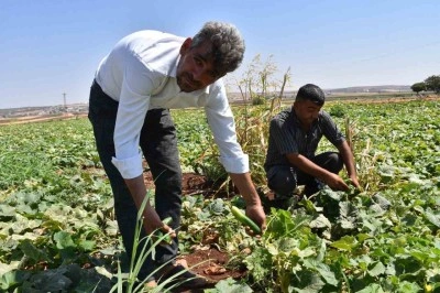 Gaziantep’te domates, patlıcan ve biber hasadı başladı
