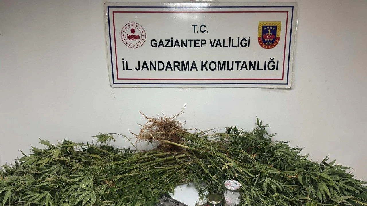 Gaziantep’te Jandarma Tarlaya Girince Gerçek Ortaya Çıktı!