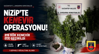 Gaziantep&rsquo;te Jandarmadan Nizip&rsquo;te Kenevir Operasyonu: 215 K&ouml;k Kenevir Ele Ge&ccedil;irildi